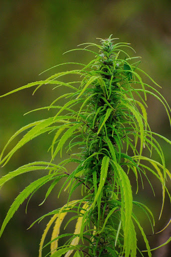 cbd vape pen
