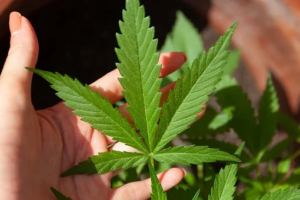 how to make CBD vape juice